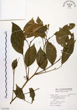 中文名:石苓舅(S115320)學名:Glycosmis citrifolia (Willd.) Lindl.(S115320)英文名:Malay Glycosmis