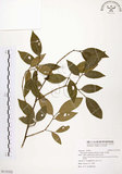 中文名:石苓舅(S115322)學名:Glycosmis citrifolia (Willd.) Lindl.(S115322)英文名:Malay Glycosmis
