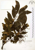中文名:山豬肉(S006504)學名:Meliosma rhoifolia Maxim.(S006504)英文名:Varnish-tree-leaved Meliosma