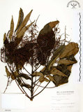中文名:山豬肉(S006505)學名:Meliosma rhoifolia Maxim.(S006505)英文名:Varnish-tree-leaved Meliosma