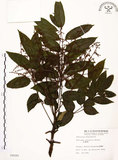 中文名:山豬肉(S008089)學名:Meliosma rhoifolia Maxim.(S008089)英文名:Varnish-tree-leaved Meliosma