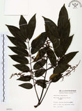 中文名:山豬肉(S008091)學名:Meliosma rhoifolia Maxim.(S008091)英文名:Varnish-tree-leaved Meliosma