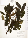 中文名:山豬肉(S008092)學名:Meliosma rhoifolia Maxim.(S008092)英文名:Varnish-tree-leaved Meliosma