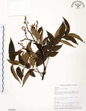 中文名:山豬肉(S014968)學名:Meliosma rhoifolia Maxim.(S014968)英文名:Varnish-tree-leaved Meliosma