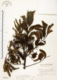 中文名:山豬肉(S028414)學名:Meliosma rhoifolia Maxim.(S028414)英文名:Varnish-tree-leaved Meliosma
