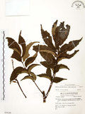 中文名:山豬肉(S054160)學名:Meliosma rhoifolia Maxim.(S054160)英文名:Varnish-tree-leaved Meliosma