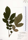 中文名:山豬肉(S064465)學名:Meliosma rhoifolia Maxim.(S064465)英文名:Varnish-tree-leaved Meliosma