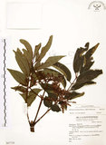 中文名:山豬肉(S067718)學名:Meliosma rhoifolia Maxim.(S067718)英文名:Varnish-tree-leaved Meliosma