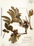 中文名:山豬肉(S067978)學名:Meliosma rhoifolia Maxim.(S067978)英文名:Varnish-tree-leaved Meliosma