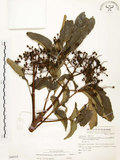 中文名:山豬肉(S068715)學名:Meliosma rhoifolia Maxim.(S068715)英文名:Varnish-tree-leaved Meliosma