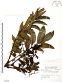 中文名:山豬肉(S085659)學名:Meliosma rhoifolia Maxim.(S085659)英文名:Varnish-tree-leaved Meliosma