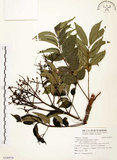 中文名:山豬肉(S106934)學名:Meliosma rhoifolia Maxim.(S106934)英文名:Varnish-tree-leaved Meliosma