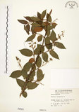 中文名:心基葉溲疏(S000424)學名:Deutzia cordatula Li(S000424)英文名:Cordate-leaf Deutzia