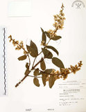 中文名:心基葉溲疏(S000427)學名:Deutzia cordatula Li(S000427)英文名:Cordate-leaf Deutzia