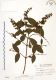 中文名:心基葉溲疏(S002945)學名:Deutzia cordatula Li(S002945)英文名:Cordate-leaf Deutzia