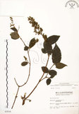 中文名:心基葉溲疏(S003516)學名:Deutzia cordatula Li(S003516)英文名:Cordate-leaf Deutzia