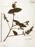 中文名:心基葉溲疏(S005446)學名:Deutzia cordatula Li(S005446)英文名:Cordate-leaf Deutzia