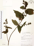 中文名:心基葉溲疏(S013369)學名:Deutzia cordatula Li(S013369)英文名:Cordate-leaf Deutzia