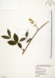 中文名:心基葉溲疏(S025858)學名:Deutzia cordatula Li(S025858)英文名:Cordate-leaf Deutzia