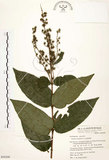 中文名:心基葉溲疏(S050309)學名:Deutzia cordatula Li(S050309)英文名:Cordate-leaf Deutzia