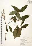 中文名:心基葉溲疏(S053596)學名:Deutzia cordatula Li(S053596)英文名:Cordate-leaf Deutzia