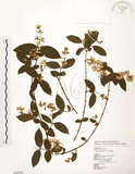 中文名:心基葉溲疏(S062592)學名:Deutzia cordatula Li(S062592)英文名:Cordate-leaf Deutzia