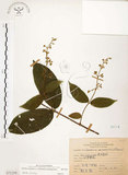 中文名:心基葉溲疏(S071259)學名:Deutzia cordatula Li(S071259)英文名:Cordate-leaf Deutzia