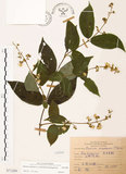 中文名:心基葉溲疏(S071289)學名:Deutzia cordatula Li(S071289)英文名:Cordate-leaf Deutzia