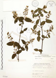 中文名:心基葉溲疏(S071318)學名:Deutzia cordatula Li(S071318)英文名:Cordate-leaf Deutzia