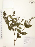 中文名:心基葉溲疏(S079949)學名:Deutzia cordatula Li(S079949)英文名:Cordate-leaf Deutzia