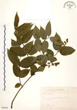 中文名:心基葉溲疏(S090188)學名:Deutzia cordatula Li(S090188)英文名:Cordate-leaf Deutzia