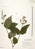 中文名:心基葉溲疏(S092687)學名:Deutzia cordatula Li(S092687)英文名:Cordate-leaf Deutzia