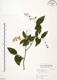 中文名:心基葉溲疏(S092758)學名:Deutzia cordatula Li(S092758)英文名:Cordate-leaf Deutzia