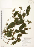 中文名:心基葉溲疏(S097220)學名:Deutzia cordatula Li(S097220)英文名:Cordate-leaf Deutzia