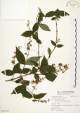 中文名:心基葉溲疏(S113717)學名:Deutzia cordatula Li(S113717)英文名:Cordate-leaf Deutzia