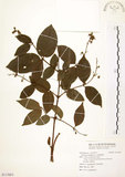 中文名:心基葉溲疏(S115055)學名:Deutzia cordatula Li(S115055)英文名:Cordate-leaf Deutzia