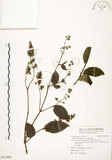 中文名:心基葉溲疏(S115056)學名:Deutzia cordatula Li(S115056)英文名:Cordate-leaf Deutzia