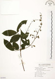 中文名:心基葉溲疏(S119191)學名:Deutzia cordatula Li(S119191)英文名:Cordate-leaf Deutzia
