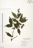 中文名:心基葉溲疏(S119195)學名:Deutzia cordatula Li(S119195)英文名:Cordate-leaf Deutzia