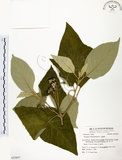 中文名:山煙草(S053857)學名:Solanum verbascifolium L.(S053857)英文名:Mountain tobacco