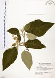 中文名:山煙草(S053858)學名:Solanum verbascifolium L.(S053858)英文名:Mountain tobacco