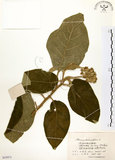 中文名:山煙草(S055971)學名:Solanum verbascifolium L.(S055971)英文名:Mountain tobacco