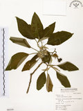 中文名:山煙草(S063359)學名:Solanum verbascifolium L.(S063359)英文名:Mountain tobacco