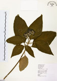 中文名:山煙草(S063423)學名:Solanum verbascifolium L.(S063423)英文名:Mountain tobacco