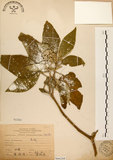 中文名:山煙草(S066268)學名:Solanum verbascifolium L.(S066268)英文名:Mountain tobacco