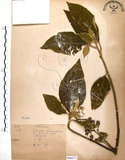 中文名:山煙草(S066271)學名:Solanum verbascifolium L.(S066271)英文名:Mountain tobacco