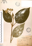 中文名:山煙草(S066272)學名:Solanum verbascifolium L.(S066272)英文名:Mountain tobacco