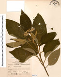 中文名:山煙草(S066274)學名:Solanum verbascifolium L.(S066274)英文名:Mountain tobacco