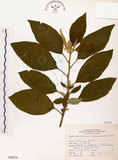 中文名:山煙草(S066276)學名:Solanum verbascifolium L.(S066276)英文名:Mountain tobacco