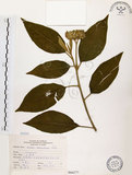 中文名:山煙草(S066277)學名:Solanum verbascifolium L.(S066277)英文名:Mountain tobacco